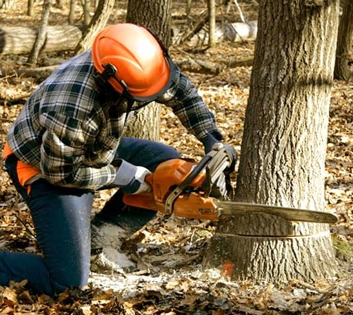 Tree Removal in Trout Run, PA